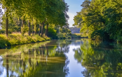 arbre bord de canal