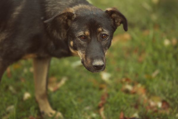 Chien sauvage