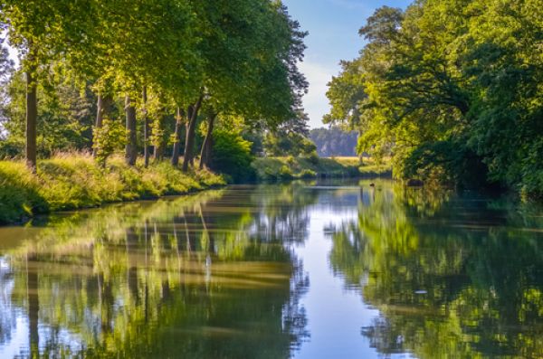 arbre bord de canal