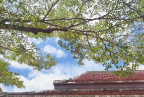 maison et arbres