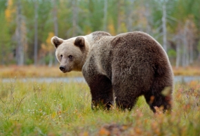 ours