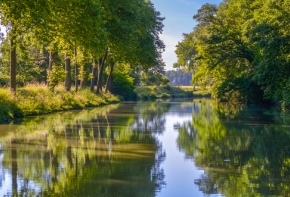 arbre bord de canal